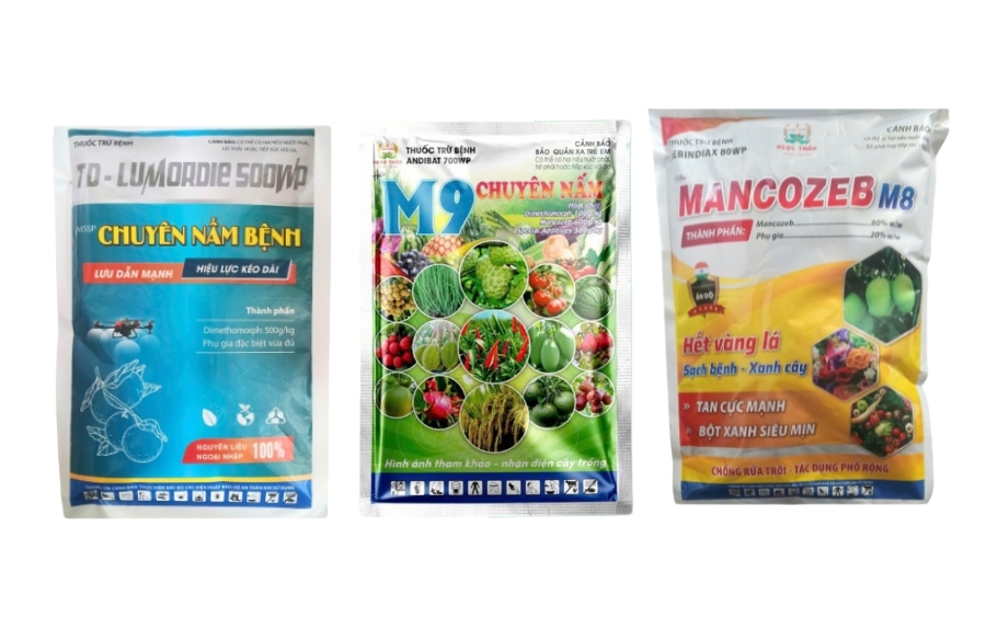 Nấm Hồng Trên Xoài: Tác Hại Và Cách Phòng Trừ