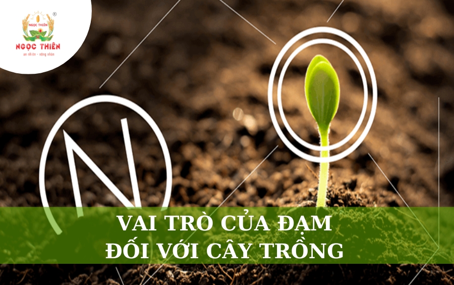 Vai Trò Của Đạm Đối Với Cây Trồng