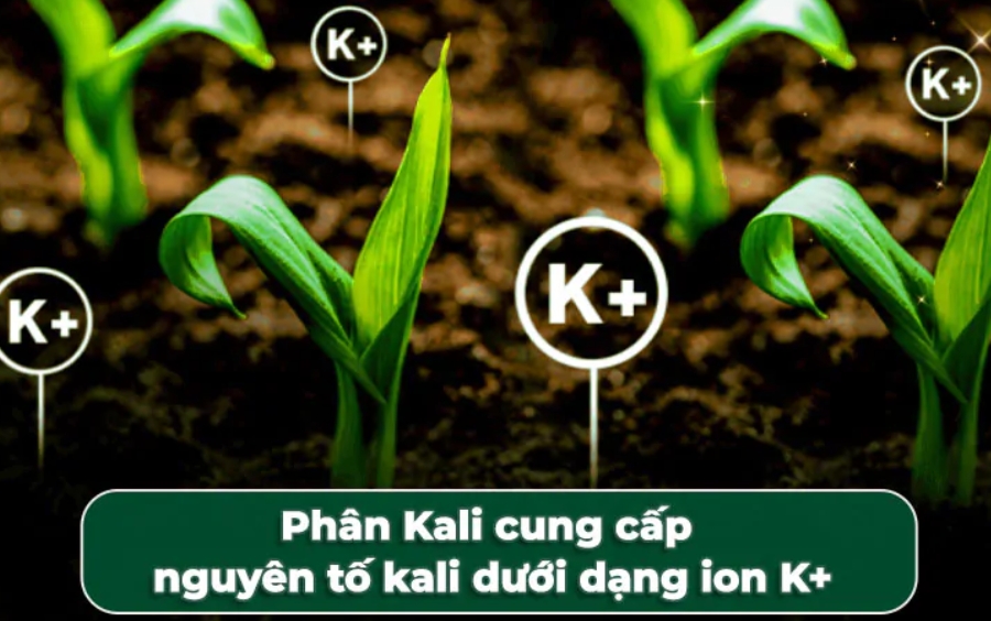 Vai Trò Của Kali Đối Với Cây Trồng