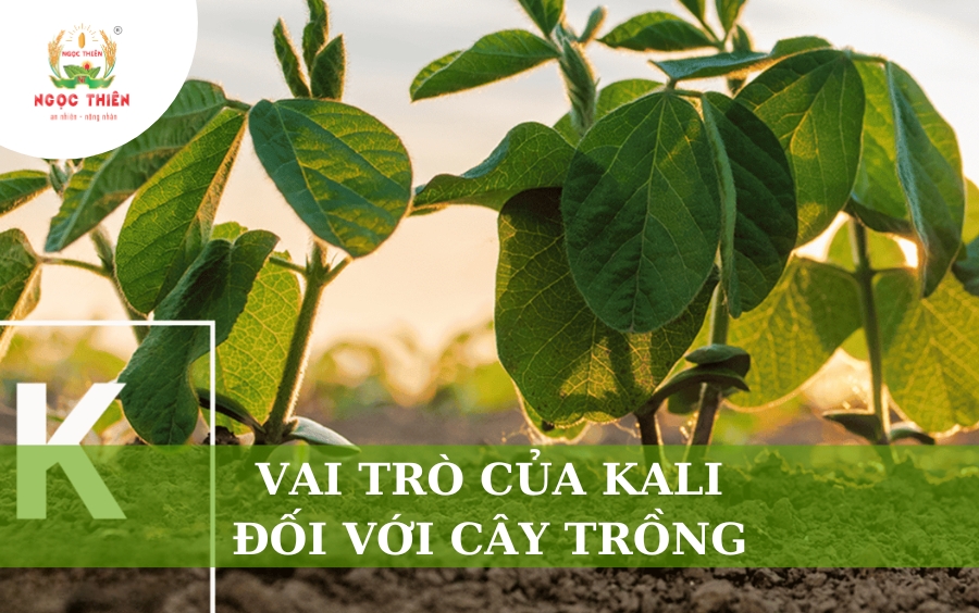 Vai Trò Của Kali Đối Với Cây Trồng