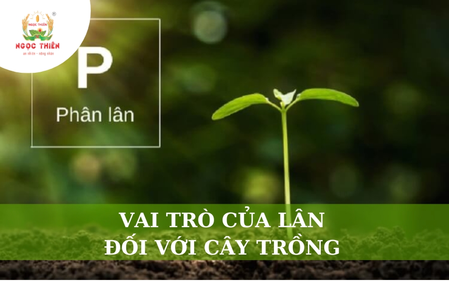 Vai Trò Của Lân Đối Với Cây Trồng