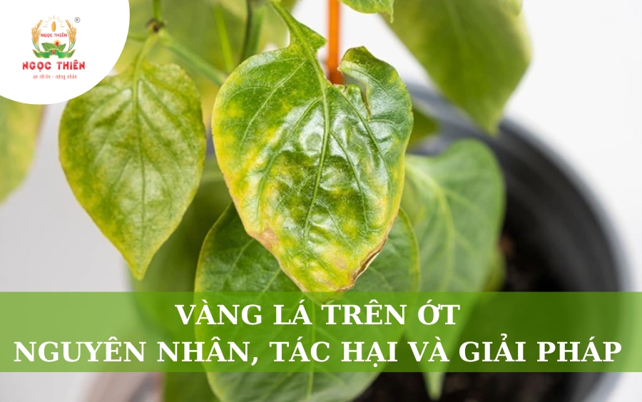 Vàng Lá Trên Ớt: Nguyên Nhân, Tác Hại Và Giải Pháp