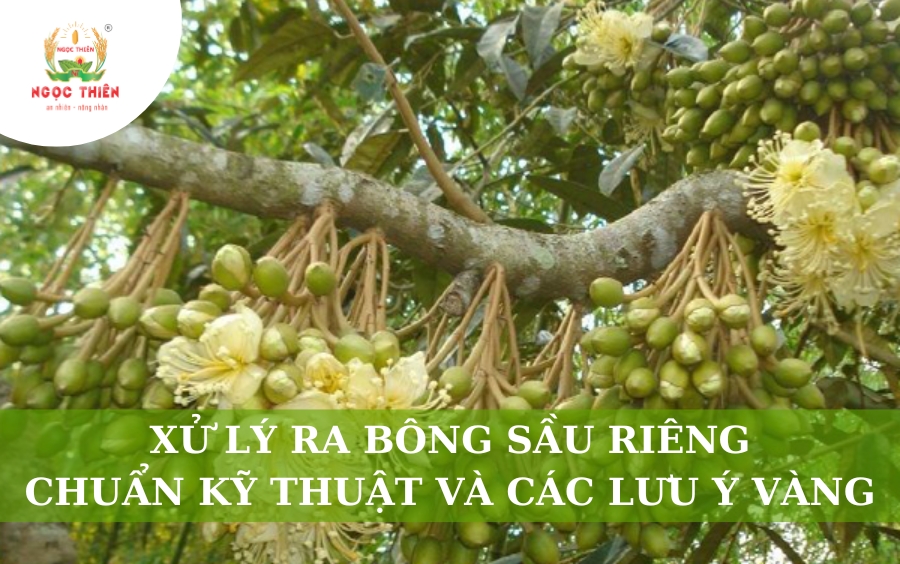 Xử Lý Ra Bông Sầu Riêng Chuẩn Kỹ Thuật Và Các Lưu Ý Vàng