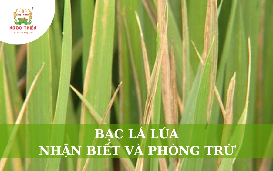Bạc Lá Lúa: Nhận Biết Và Phòng Trừ