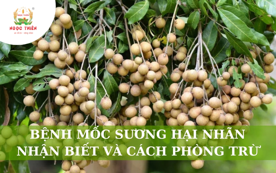 Bệnh Mốc Sương Hại Nhãn: Nhận Biết Và Cách Phòng Trừ