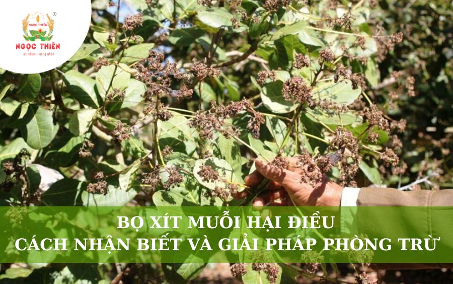 Bọ Xít Muỗi Hại Điều: Cách Nhận Biết Và Giải Pháp Phòng Trừ