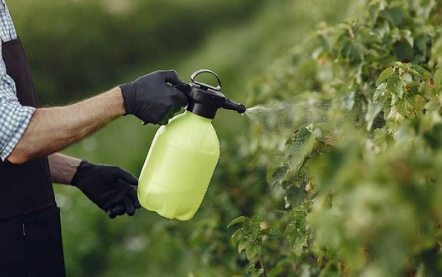 Bón Phân Lá Chelate: Đột Phá Công Nghệ Dinh Dưỡng Cho Cây