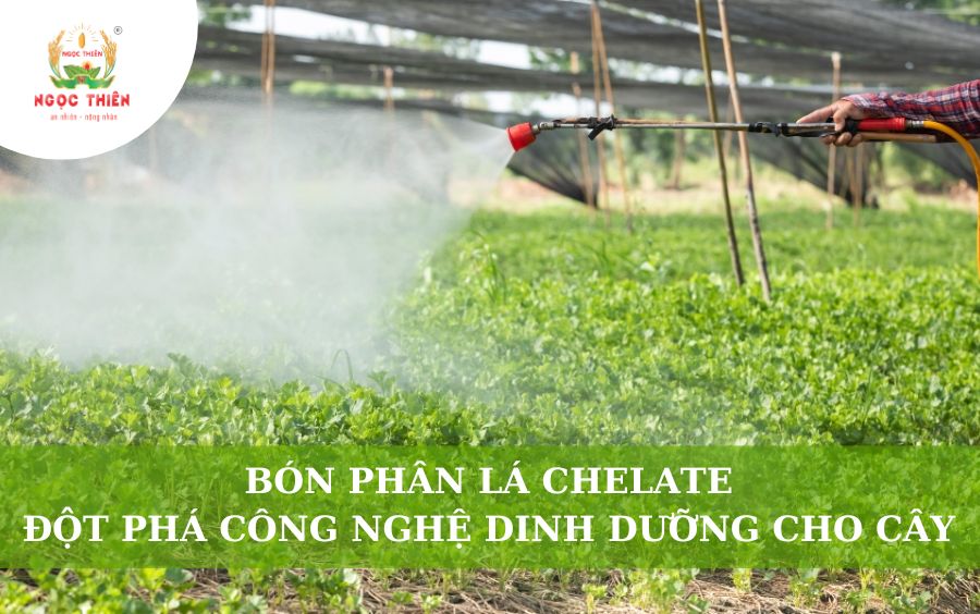 Bón Phân Lá Chelate: Đột Phá Công Nghệ Dinh Dưỡng Cho Cây