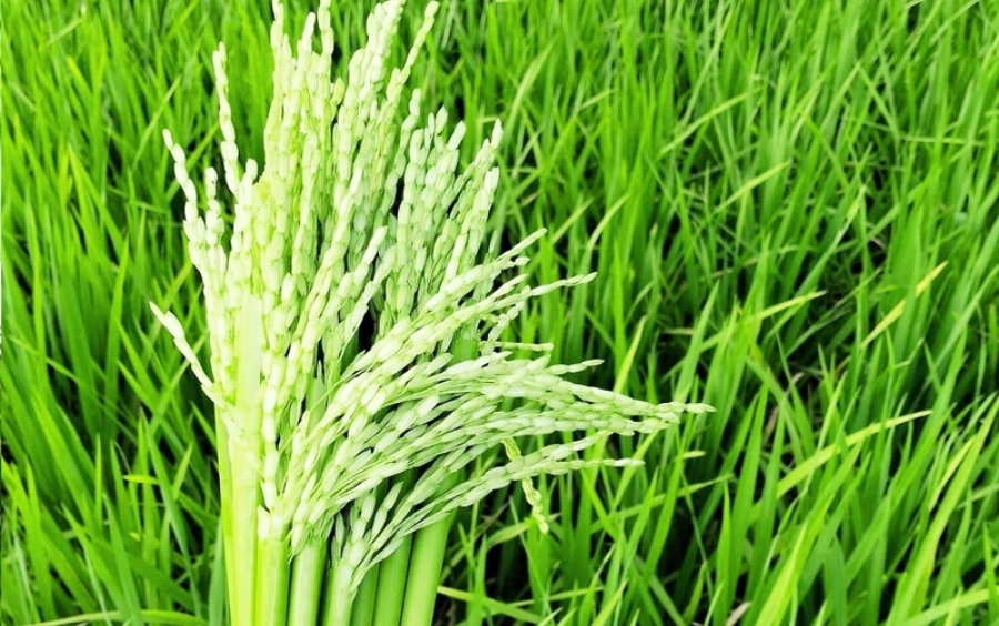 Kỹ Thuật Bón Phân Đón Đòng Giúp Lúa Trổ Đều, Hạt Chắc Sáng