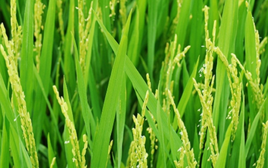 Kỹ Thuật Bón Phân Đón Đòng Giúp Lúa Trổ Đều, Hạt Chắc Sáng