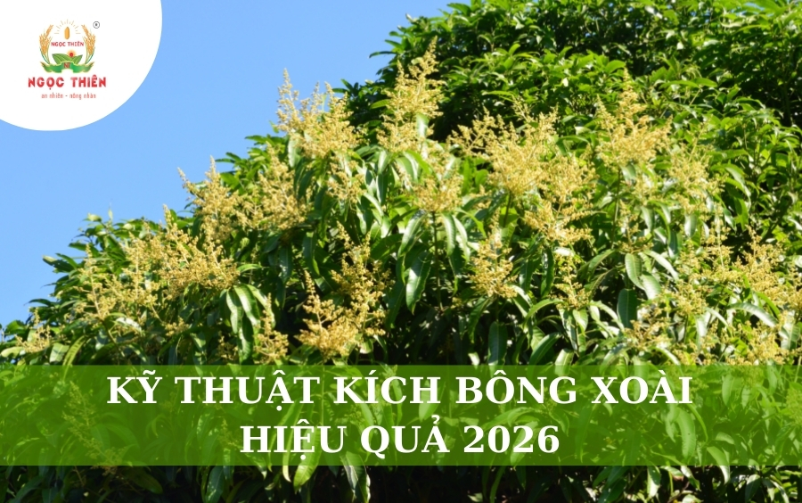 Kỹ Thuật Kích Bông Xoài Hiệu Quả 2026