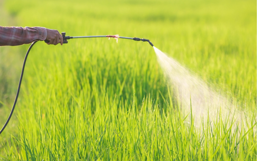 Oxadiargyl Và Những Điều Cần Biết Để Diệt Cỏ Lúa Hiệu Quả