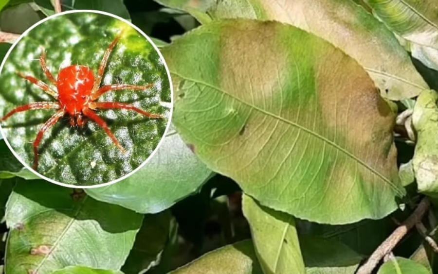 Nhện Đỏ Trên Mai Vàng: Tác Hại Và Cách Phòng Trừ