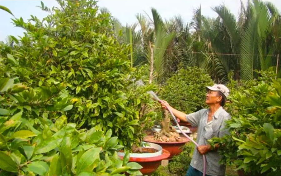 Nhện Đỏ Trên Mai Vàng: Tác Hại Và Cách Phòng Trừ