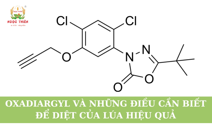 Oxadiargyl Và Những Điều Cần Biết Để Diệt Cỏ Lúa Hiệu Quả