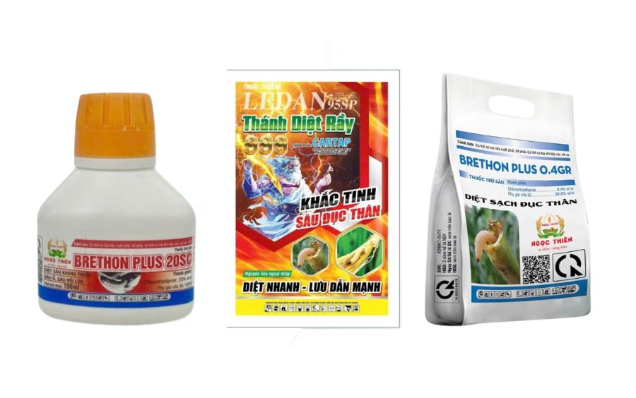 Sâu Đục Trái Mận: Tác Hại Và Giải Pháp Phòng Trừ
