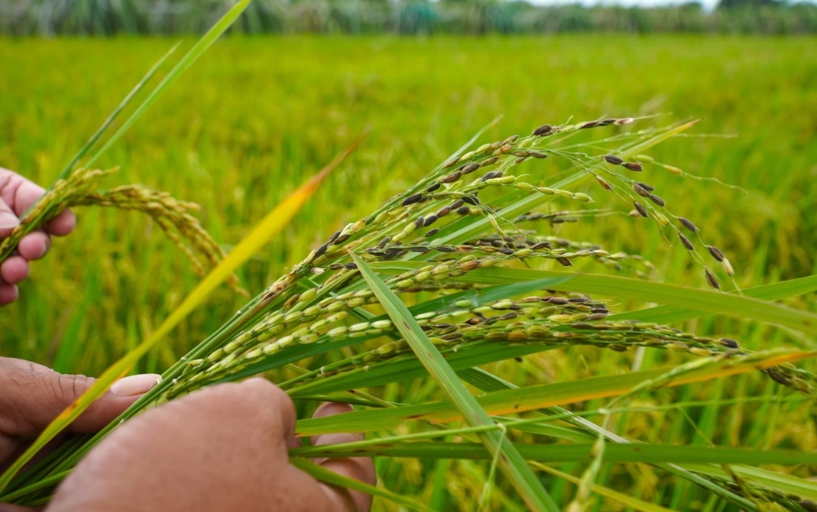 Quản Lý Lúa Cỏ Triệt Để: Giải Pháp Bảo Vệ Năng Suất 2026