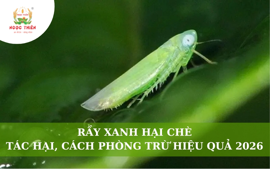 Rầy Xanh Hại Chè: Tác Hại, Cách Phòng Trừ Hiệu Quả 2026