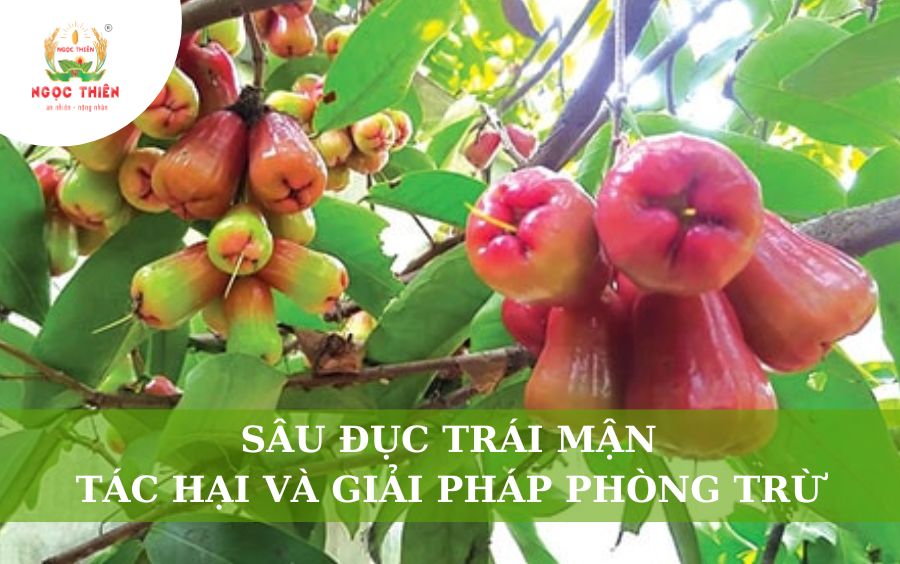 Sâu Đục Trái Mận: Tác Hại Và Giải Pháp Phòng Trừ