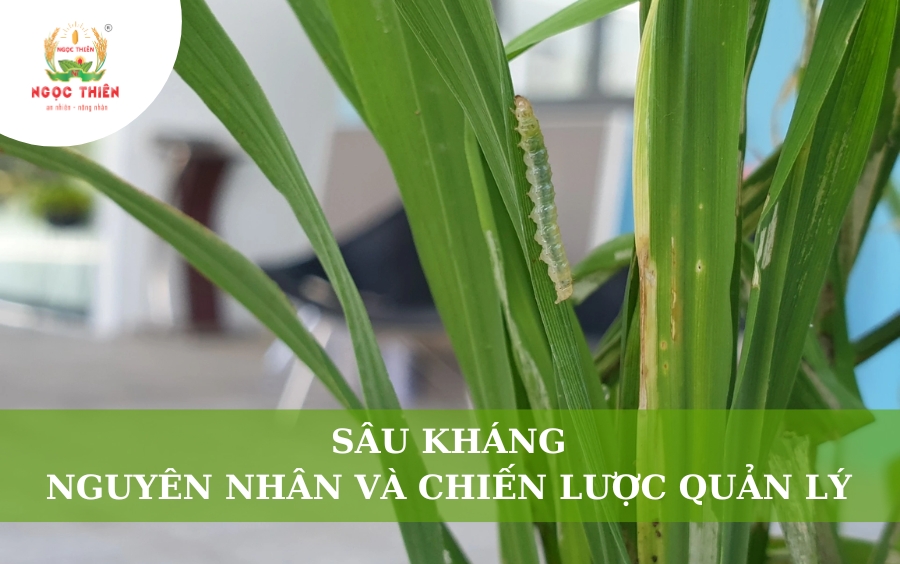 Sâu Kháng: Nguyên Nhân Và Chiến Lược Quản Lý