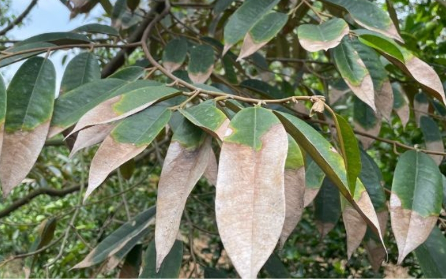 Sầu Riêng Bị Cháy Lá: Nguyên Nhân Do Đâu Và Cách Khắc Phục