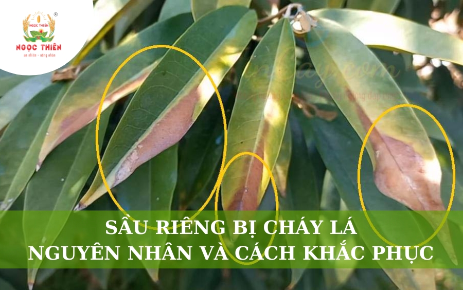 Sầu Riêng Bị Cháy Lá: Nguyên Nhân Do Đâu Và Cách Khắc Phục