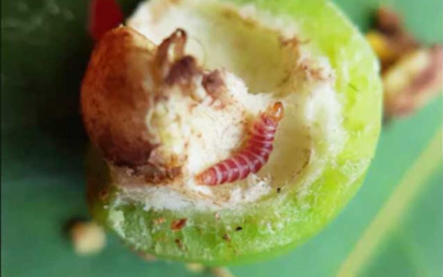 Sâu Đục Trái Mận: Tác Hại Và Giải Pháp Phòng Trừ