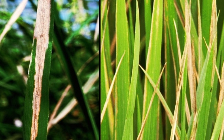 Bạc Lá Lúa: Nhận Biết Và Phòng Trừ