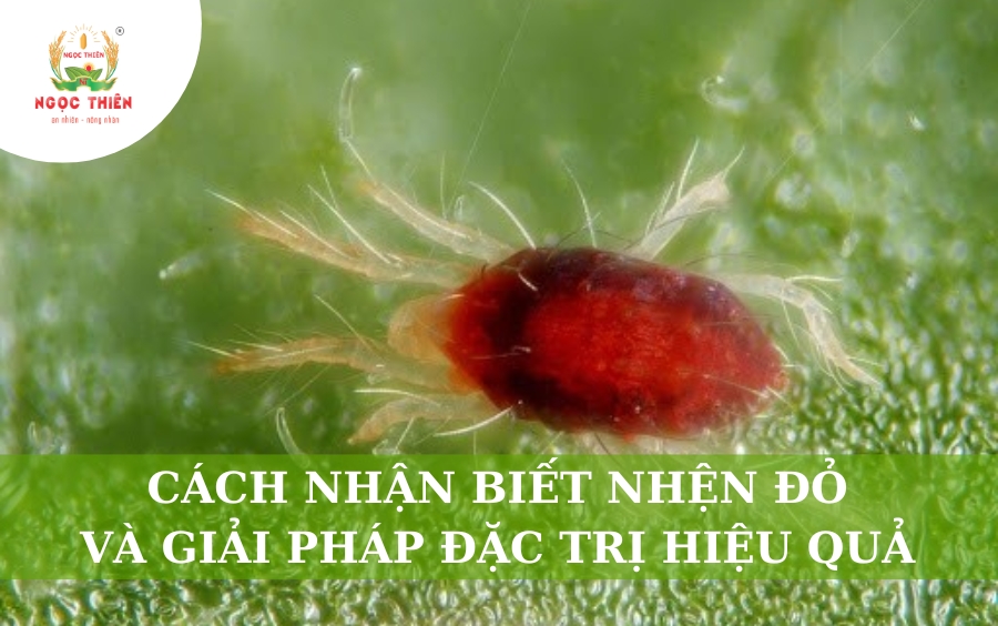 Cách Nhận Biết Nhện Đỏ Và Giải Pháp Đặc Trị Hiệu Quả