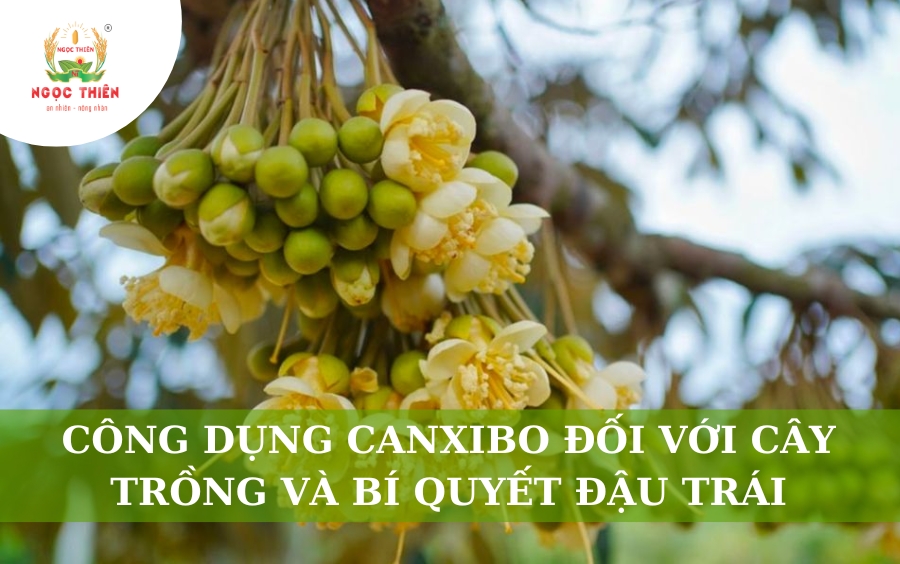 Công Dụng Canxibo Đối Với Cây Trồng Và Bí Quyết Đậu Trái
