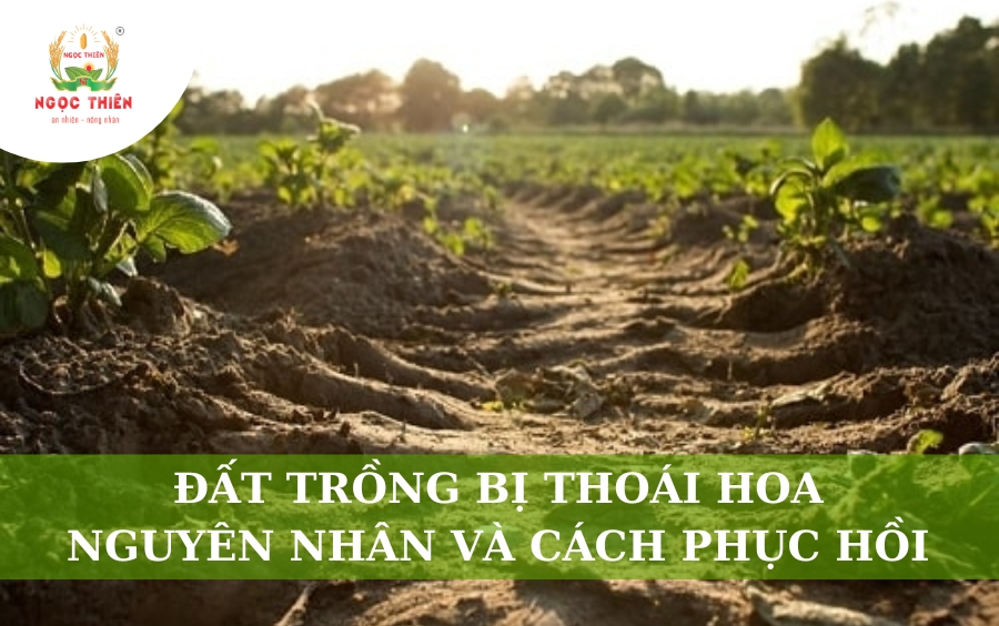 Đất Trồng Bị Thoái Hóa: Nguyên Nhân Và Cách Phục Hồi
