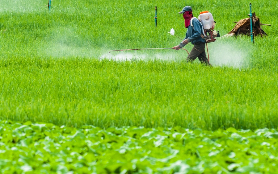 Thuốc Đặc Trị Sâu Cuốn Lá Hiệu Quả Vụ Đông Xuân
