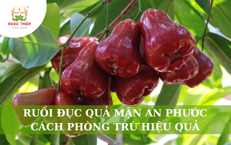 Ruồi Đục Quả Mận An Phước Cách Phòng Trừ Hiệu Quả