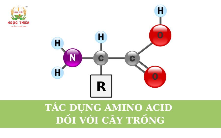 Tác Dụng Amino Acid Đối Với Cây Trồng