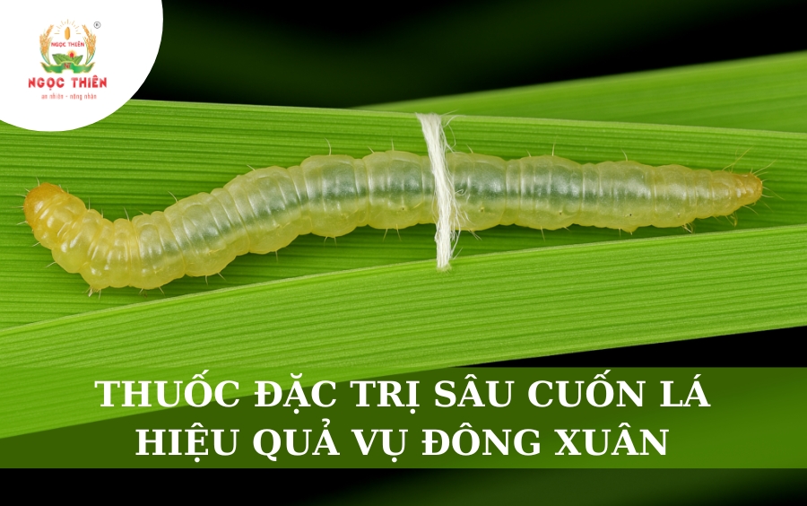 Thuốc Đặc Trị Sâu Cuốn Lá Hiệu Quả Vụ Đông Xuân