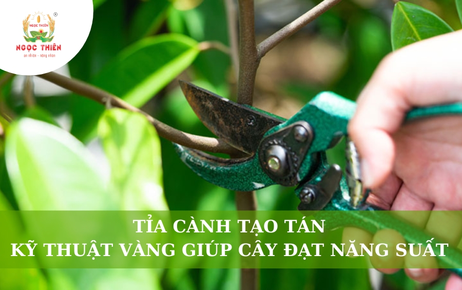 Tỉa Cành Tạo Tán: Kỹ Thuật Vàng Giúp Cây Ăn Trái Đạt Năng Suất