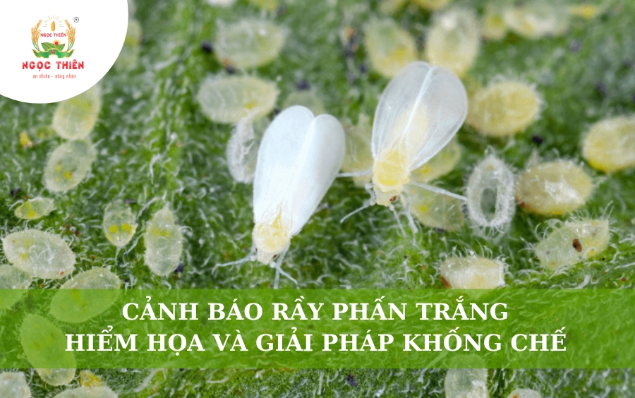 Cảnh Báo Rầy Phấn Trắng: Hiểm Họa Và Giải Pháp Khống Chế