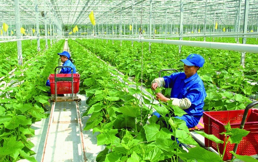 Xu Hướng Nông Nghiệp Xanh 2026: Chìa Khóa Phát Triển