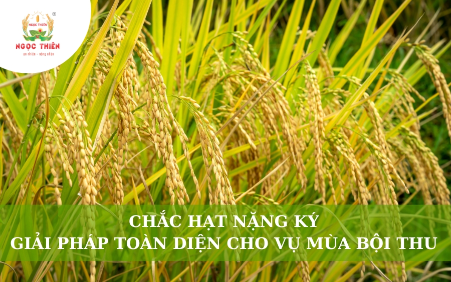 Chắc Hạt Nặng Ký: Giải Pháp Toàn Diện Cho Vụ Mùa Bội Thu