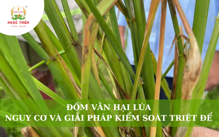 Đốm Vằn Hại Lúa: Nguy Cơ Và Giải Pháp Kiểm Soát Triệt Để