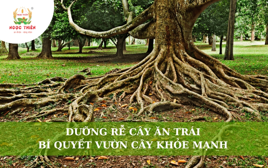 Dưỡng Rễ Cây Ăn Trái: Bí Quyết Vườn Cây Khỏe Mạnh