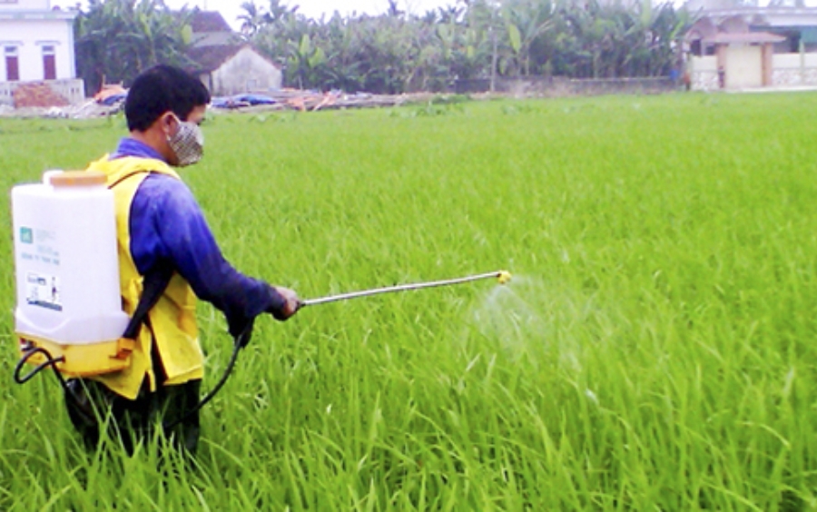 Sâu Cuốn Lá Kháng Thuốc: Nhận Biết Và Giải Pháp Đặc Trị