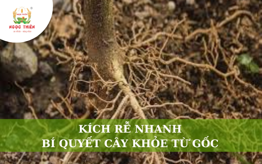 Kích Rễ Nhanh: Bí Quyết Cây Khỏe Từ Gốc
