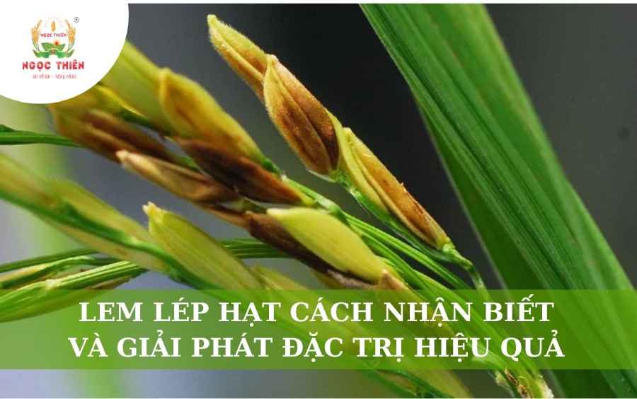 Lem Lép Hạt: Cách Nhận Biết Và Giải Pháp Đặc Trị Hiệu Quả