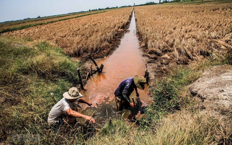 Canh Tác Thích Ứng Hạn Mặn: Giải Pháp Bảo Vệ Cây Trồng