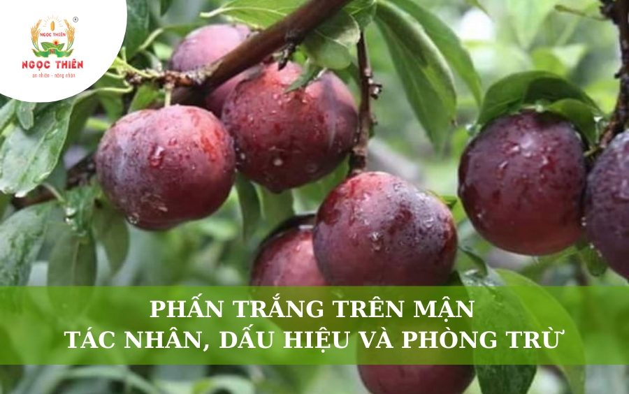 Phấn Trắng Trên Mận: Tác Nhân, Dấu Hiệu Và Phòng Trừ