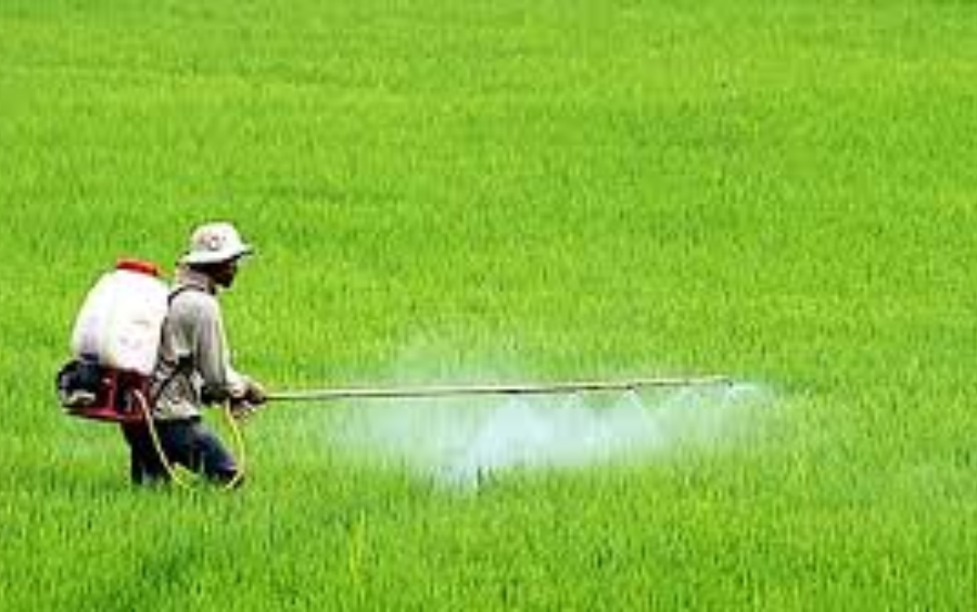 Dinh Dưỡng Cây Trồng: Chìa Khóa Vàng Cho Vụ Mùa Bội Thu