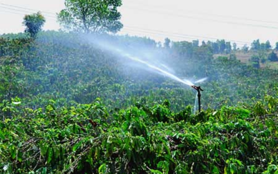 Tác Hại Tuyến Trùng Rễ Và Giải Pháp Đặc Trị