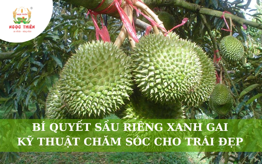 Bí Quyết Sầu Riêng Xanh Gai: Kỹ Thuật Chăm Sóc Cho Trái Đẹp