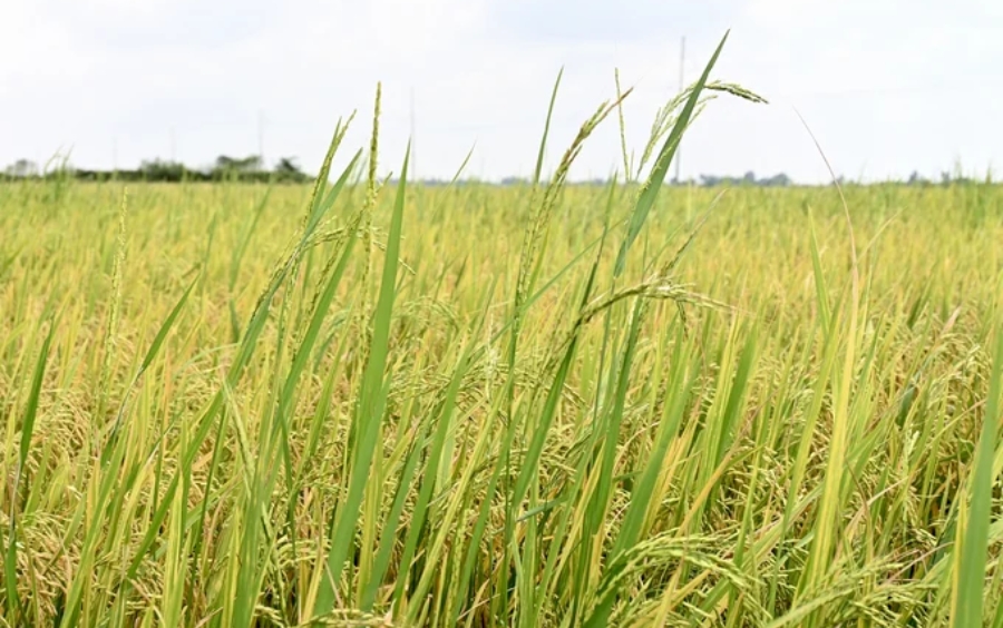 Cách Diệt Lúa Cỏ Đầu Vụ Hiệu Quả Nhất 2026